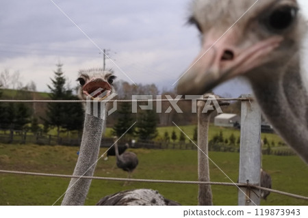 兩隻鴕鳥 兩隻鴕鳥 119873943