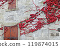 紅色的常春藤在白色的牆壁上閃閃發光 119874015
