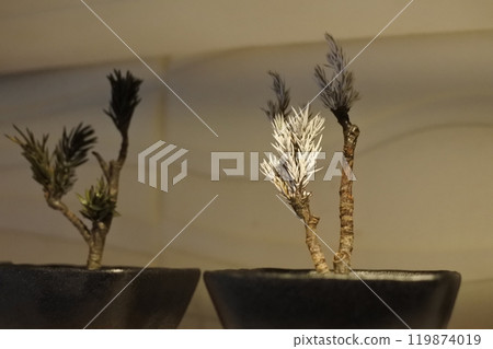 年輕的乾盆景 119874019