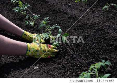 Farmer holding tomato plant in greenhouse, homegrown organic vegetables. 119874368