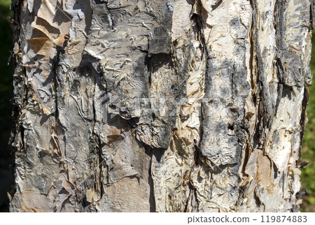 Maritime Pine, Pinus pinaster trunk symbol. Texture made of maritime pine tree bark. Beautiful Maritime Pine, Pinus pinaster trunk background. Conceptual image. Peaceful nature. Maritime Pine, Pinus pinaster trunk symbol. Texture made of maritime pine tree bark. Beautiful Maritime Pine, Pinus pinaster trunk background. Conceptual image. Peaceful nature. 119874883