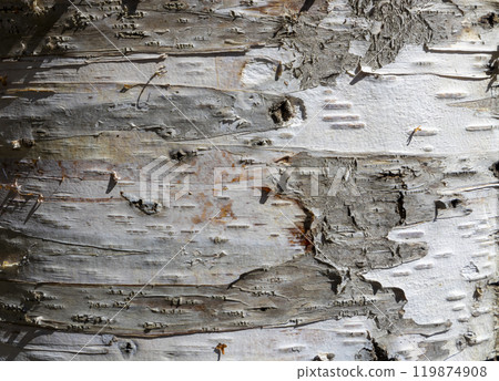 The birch bark texture or background. Macro shot is made by means of stacking technology trunk. Texture made of birch tree bark. Beautiful birch trunk background. Conceptual image. Peaceful nature. The birch bark texture or background. Macro shot is made by means of stacking technology trunk. Texture made of birch tree bark. Beautiful birch trunk background. Conceptual image. Peaceful nature. 119874908
