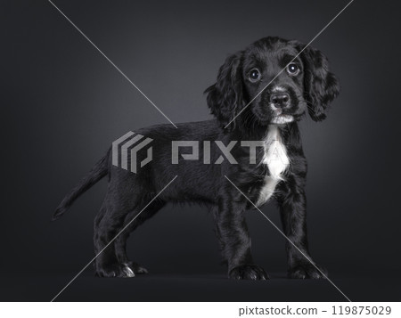 English woring cocker spaniel on white background 119875029