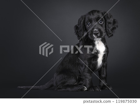 English woring cocker spaniel on white background 119875030