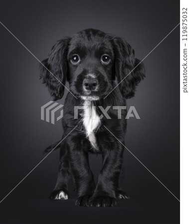 English woring cocker spaniel on white background English woring cocker spaniel on white background 119875032