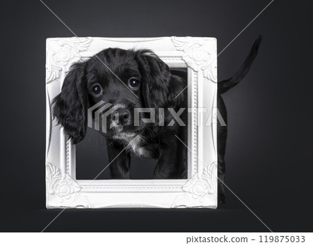 English woring cocker spaniel on white background 119875033