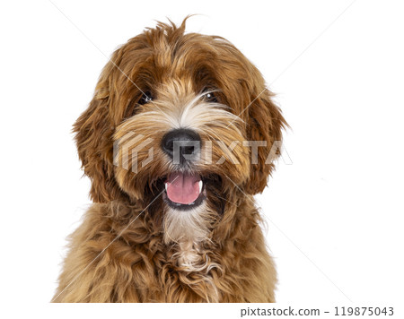 Labradoodle on white background Labradoodle on white background 119875043