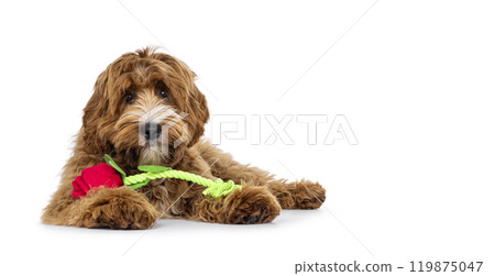 Labradoodle on white background 119875047