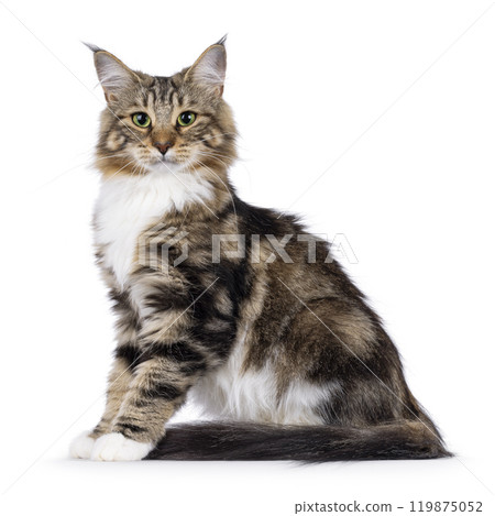 Norwegian Forestcat on white background 119875052