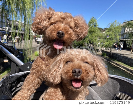 Kurashiki Bikan Historical Quarter and Toy Poodle 119875149
