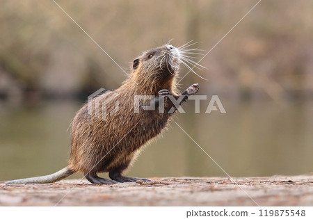 Adorable young nutria during spring 119875548