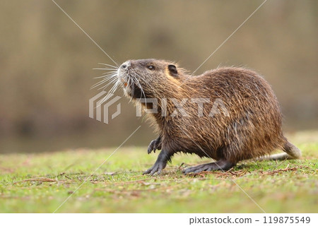 Adorable young nutria during spring Adorable young nutria during spring 119875549