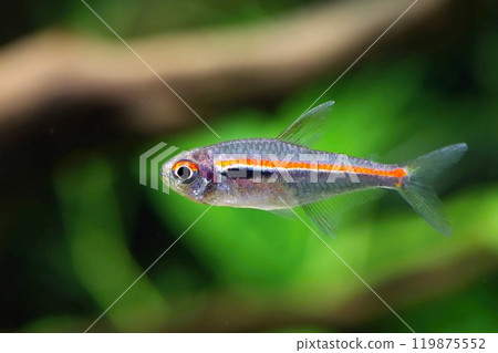Beautiful red line tetra in aquarium Beautiful red line tetra in aquarium 119875552