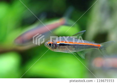 Beautiful red line tetra in aquarium Beautiful red line tetra in aquarium 119875553