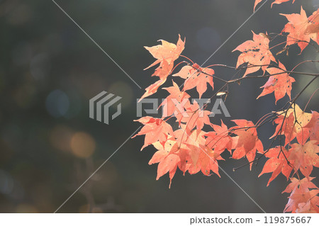 Autumn leaves shining in the gentle light 119875667