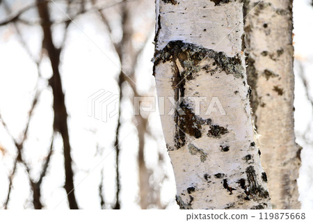 birch trunk birch trunk 119875668