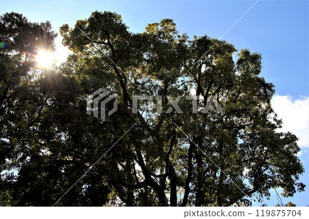 Walking around Gifu city・10 119875704