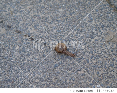 A snail moving forward while leaving a trail A snail moving forward while leaving a trail 119875938