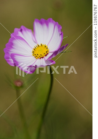 Cosmos flowers blooming in the park 119876767