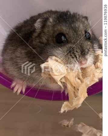 A lot of hamsters A lot of hamsters 119876916