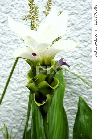 White Curcuma Shalom 119876986