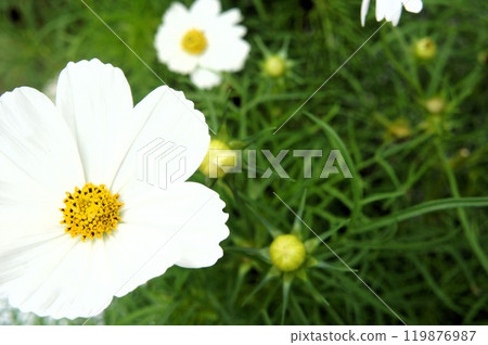 White cosmos 119876987