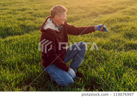 Male touching wheat sprouts on the field. Farmer checking health of vegetable or plant seedling 119876997