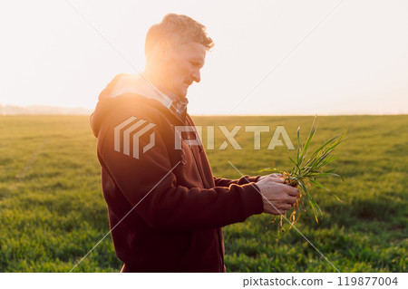 Farmer checking roots health after growth a seed of vegetable or plant seedling. Business concept. 119877004