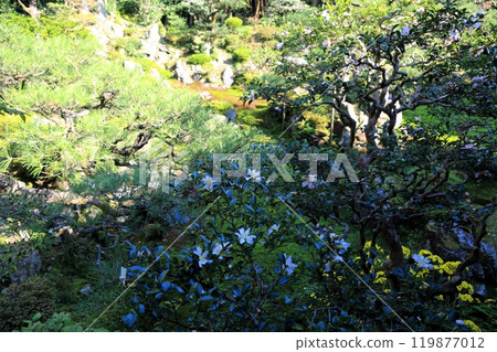 Walking around Seiganji Temple, Mount Kyuko-san 30 (Maibara City, Shiga Prefecture) 119877012