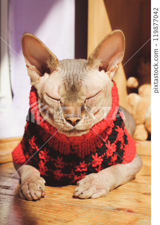 Beautiful Canadian Sphynx cat sleeping lying on a warm wooden floor dressed in red knit sweater, fashion cardigan. A pet at home. Sleepy dreaming kitty in clothing for domestic animals vertical photo. 119877042