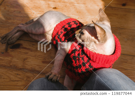 Canadian Sphynx cat is lying on wooden floor dressed in red knit sweater, fashion cardigan, places a paw on mistress's lap. Home pet with a lovable owner. Cute kitty in clothing for domestic animals. 119877044