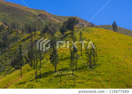 A picturesque view of rdotted with scattered trees. The sky is a brilliant blue. 119877089