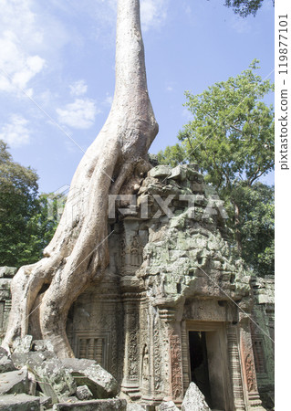 Ta Prohm Ruins 119877101