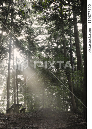 Light spot in the forest Light spot in the forest 119877300