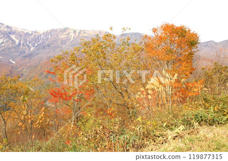 信州白馬村的秋葉俯瞰北阿爾卑斯山 119877315
