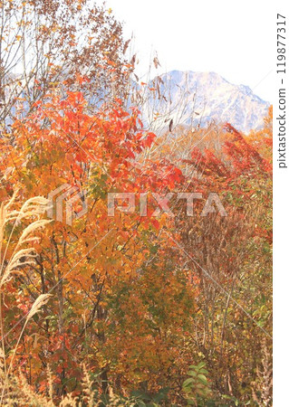 信州白馬村的秋葉俯瞰北阿爾卑斯山 信州白馬村的秋葉俯瞰北阿爾卑斯山 119877317