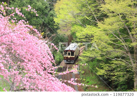 Watarase Keikoku Railway "Train running through the spring forest" with peach blossoms in the foreground 119877320