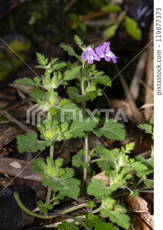 Koshiogama Koshiogama 119877373