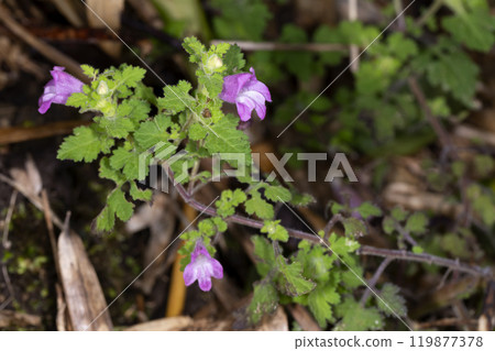 Koshiogama 119877378