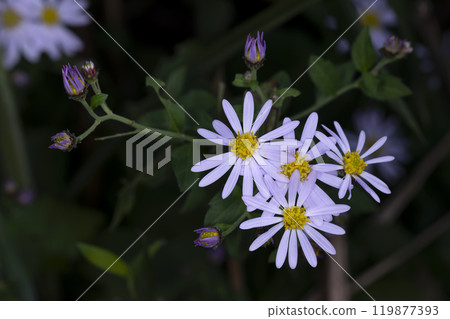 No comical No comical 119877393