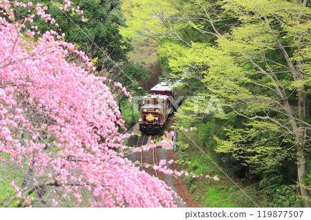 “Torokko Watarase Keikoku”穿過森林。前景中的花桃 119877507