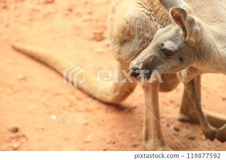 Kangaroo in the Wild Kangaroo in the Wild 119877592