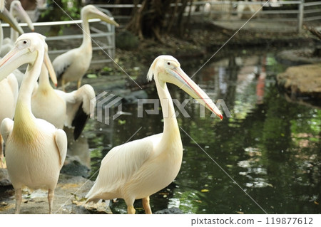 Great White Pelican 119877612