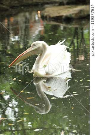 Great White Pelican 119877614