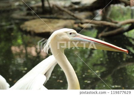Great White Pelican 119877629