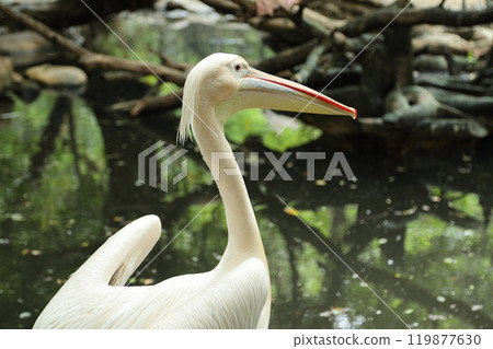 Great White Pelican Great White Pelican 119877630