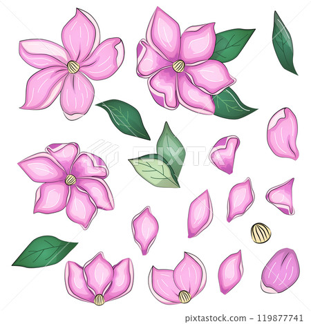Realistic vector flowers petals buds bouquets. Anemones, peonies, pansies, magnolia 119877741