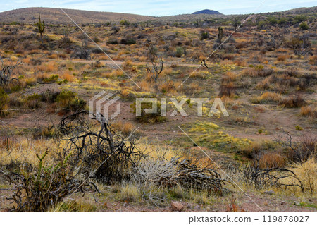 Salt River Recreation Area Arizona Salt River Recreation Area Arizona 119878027