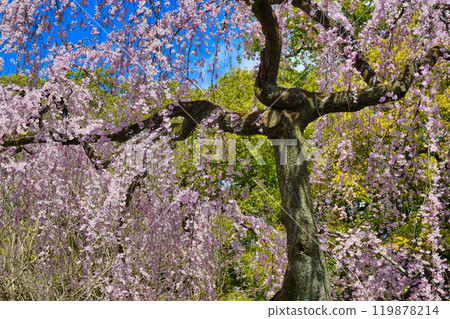 Kyoto Imperial Palace: Izumi weeping cherry blossoms (Kamigyo Ward, Kyoto City, Kyoto Prefecture) 119878214