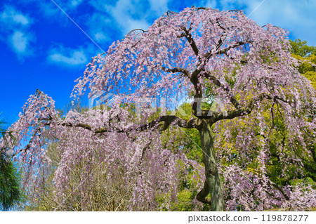 Kyoto Imperial Palace: Izumi weeping cherry blossoms (Kamigyo Ward, Kyoto City, Kyoto Prefecture) 119878277